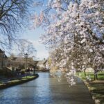 White cherry blossom tree beside a river in Bourton on the Water, Cotswolds
