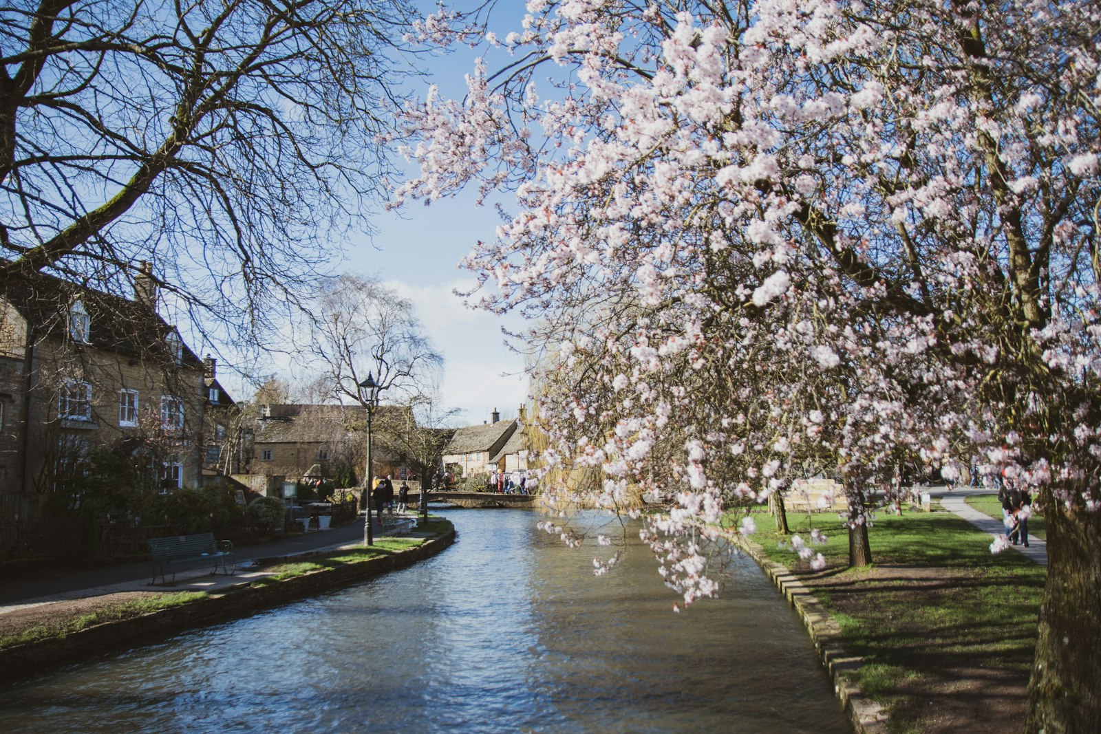 White cherry blossom tree beside a river in Bourton on the Water, Cotswolds